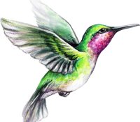 Hummingbird Class Photo