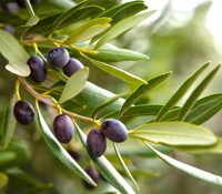 Olive Class Photo