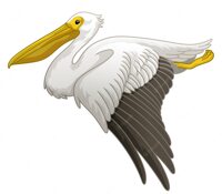 Pelican Class Photo