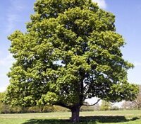 Sycamore Class Photo