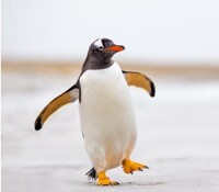 Penguin Class Photo