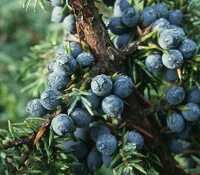 Juniper Class Photo