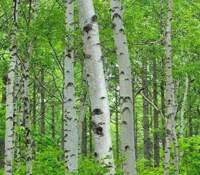 Silver Birch Class Photo