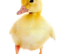 Duckling Class Photo