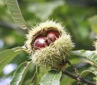 Chestnut Class Photo