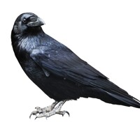 Raven Class Photo