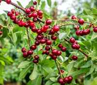 Cherry Class Photo