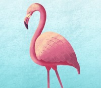 Flamingo Class Photo