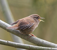 Wren Class Photo